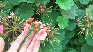 72488059_1141854766025606_2323625462309322752_n