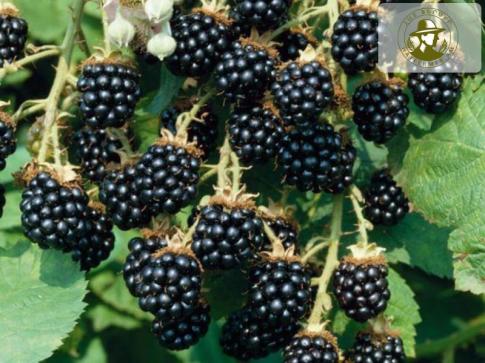 1498452549_ezhevika-ot-panicheskih-atak-1024x1024.jpg.pagespeed.ce.uwc3fwglyt[1]